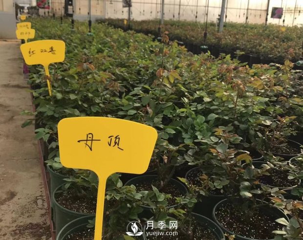 月季基地的盆栽月季已經(jīng)長成了！(圖4)