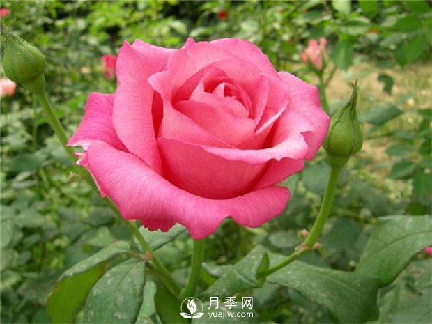 各直轄市、省會(huì)市花和市樹大全(圖1)