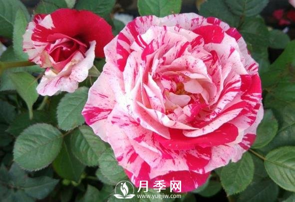 節(jié)日禮花月季，灌木月季推薦(圖1)
