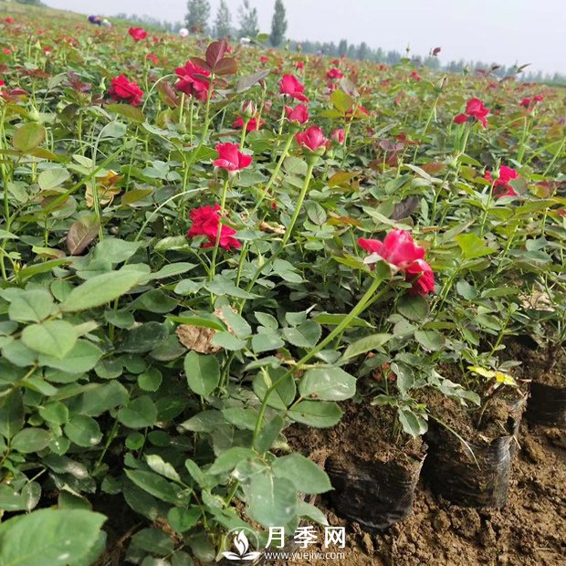 秋天月季花的養(yǎng)護(hù)你知道嗎？(圖1)