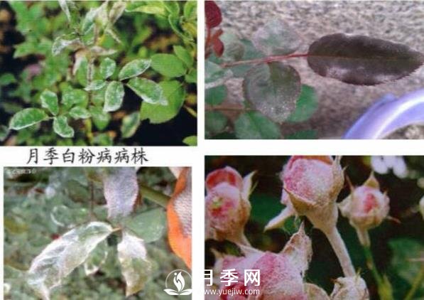 立秋己過 養(yǎng)護(hù)月季呢？看過來了(圖1)