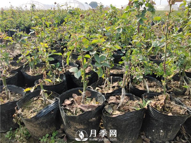 盆栽月季想要養(yǎng)的好！配土很重要(圖1)