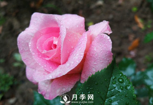 什么月季品種經(jīng)常栽種的花友是土豪！(圖1)