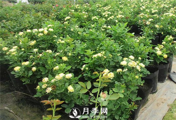 盆栽月季澆水是個(gè)學(xué)問(wèn)，你不來(lái)學(xué)學(xué)(圖1)