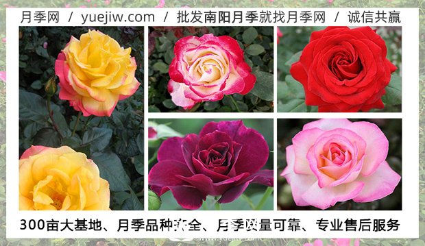 月季在什么溫度下可以施肥？月季一年四季都可以施肥(圖1)
