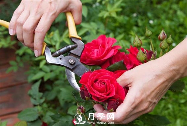 月季花的具體修剪時間？(圖1)