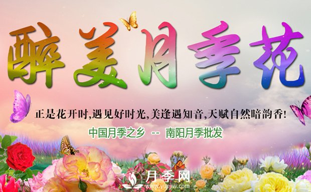 月季長得好不好，做好澆水施肥扦插這三個(gè)竅門(圖1)