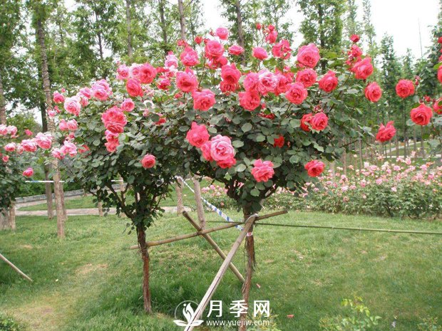 冬天苗木怎么養(yǎng)？會(huì)種樹，還得種好樹(圖1)
