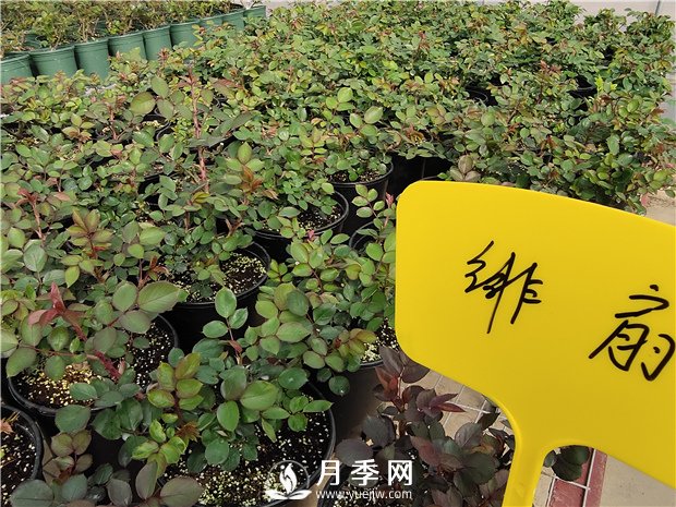 初春花卉“施肥”時機正好，要注意幾點(圖1)