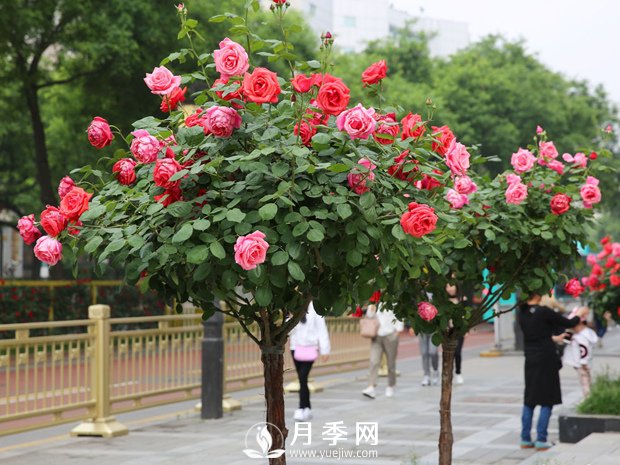 特別流行的“樹狀月季”，它真的開花那么多？真的那么好養(yǎng)？(圖1)