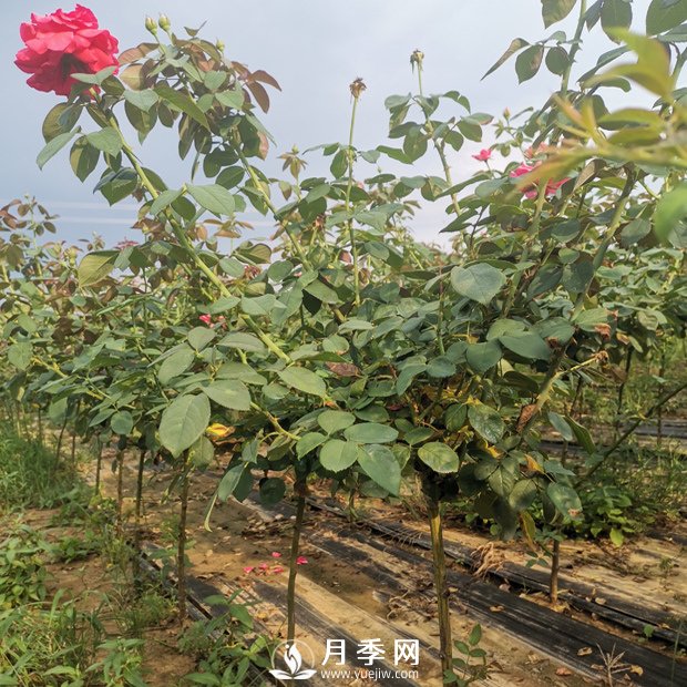 遇到月季盲芽 你咋處理？(圖1)