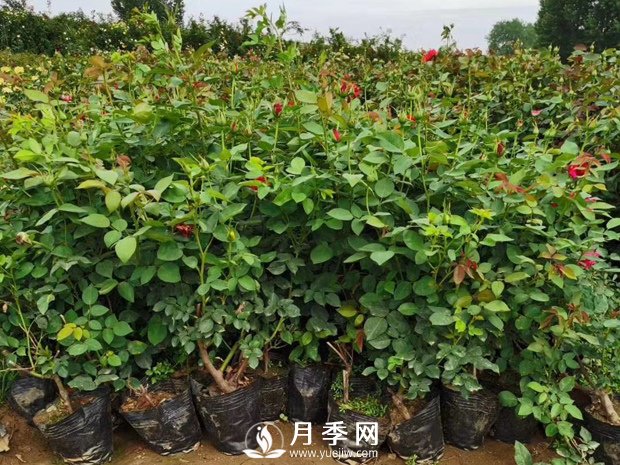為什么換盆？月季換盆的重要性(圖1)