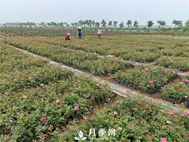 月季盆土可頻繁換？(圖1)