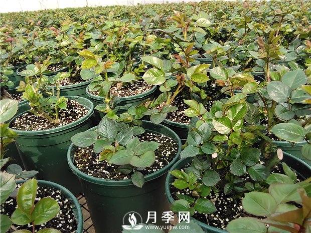 入冬買月季苗，3個要點要注意(圖1)