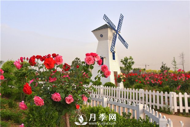  追肥，補(bǔ)充養(yǎng)分“催”花(圖1)