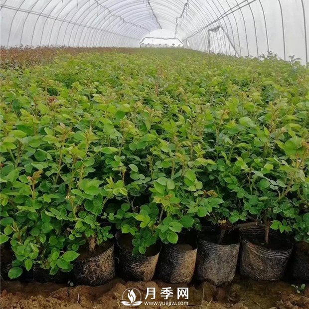 為什么說讓月季小苗開花不好？(圖1)