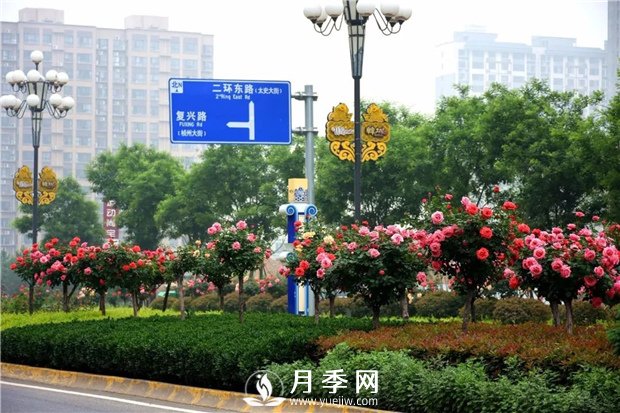 做個(gè)好苗木人，你不該犯的錯(cuò)(圖1)