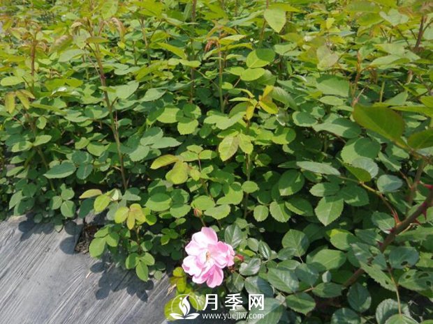 月季小苗在運(yùn)輸?shù)倪^(guò)程中很容易有損傷(圖1)