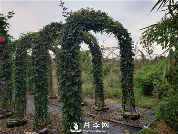 陽臺可以養(yǎng)爬藤月季么？有哪些品種推薦？(圖1)