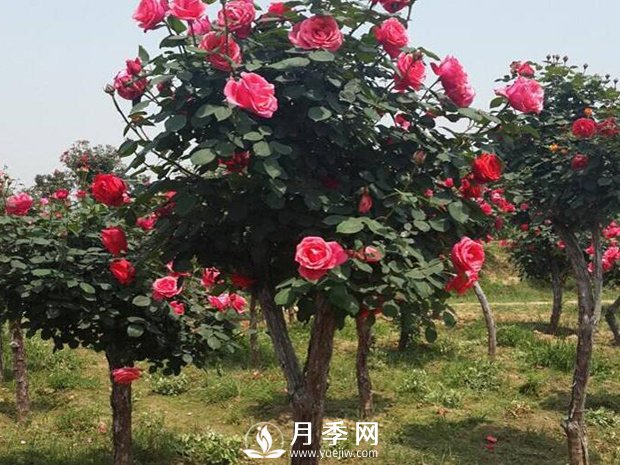 城市道路綠化植物的選擇，主要考慮藝術(shù)效果和功能效果(圖1)