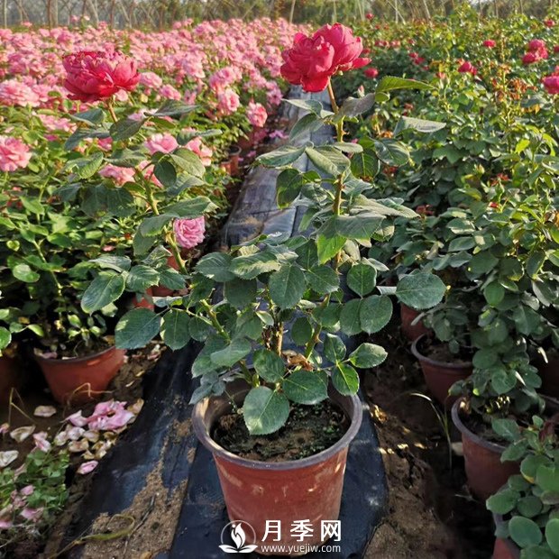 月季花修剪的時間 什么時候剪枝？(圖1)