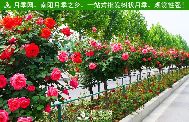 你知道南陽(yáng)為啥被稱為世界月季名城嗎？(圖1)