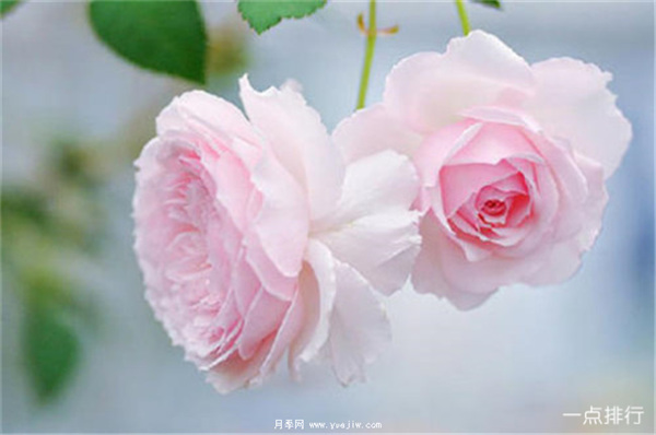 據(jù)說(shuō)這是世界十大***美月季品種，你喜歡哪種？(圖5)