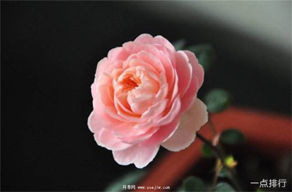 據(jù)說(shuō)這是世界十大***美月季品種，你喜歡哪種？(圖10)