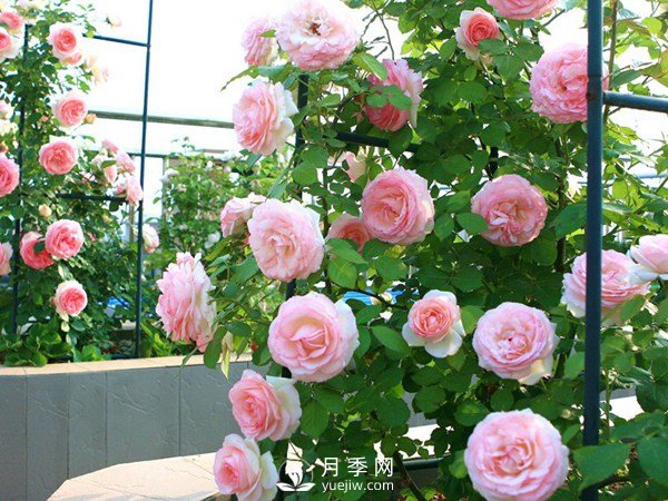 2021年6款超級受歡迎的藤本月季品種，美爆了(圖2)
