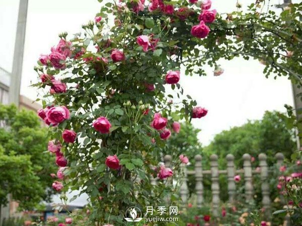 2021年6款超級受歡迎的藤本月季品種，美爆了(圖1)
