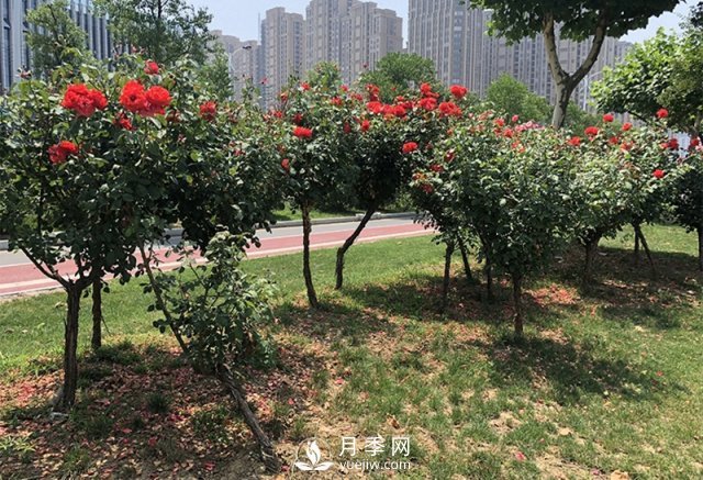 樹狀月季花黑斑病的防治方法有哪些？(圖1)