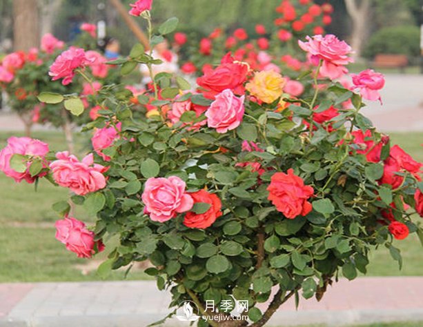 山東樹狀月季養(yǎng)護(hù)、管理需要這六要素(圖1)