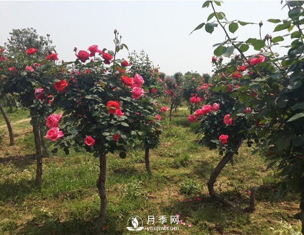 三門峽月季花如何做能快速進(jìn)入下一波花期？(圖1)