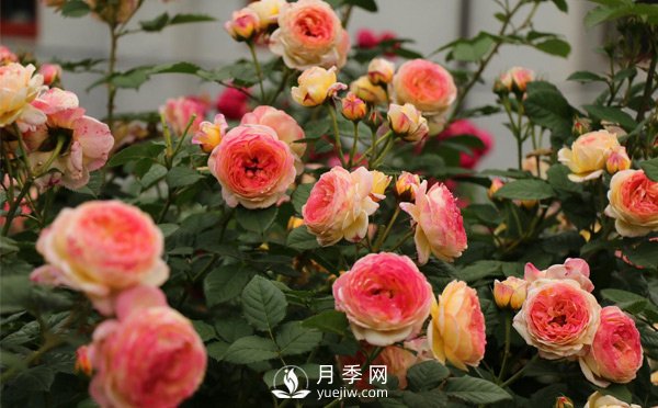 網(wǎng)購(gòu)的藤本月季容易死，能搶救還是要搶救一下的(圖1)