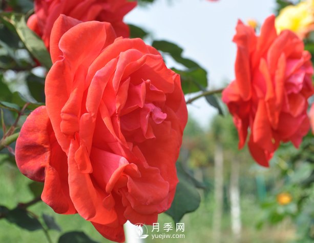 月季幼苗的育苗訣竅，澆水追肥等很重要(圖1)