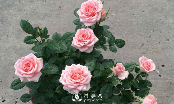 養(yǎng)護好月季必須保持通風(fēng)良好，排水良好和溫度適宜(圖1)