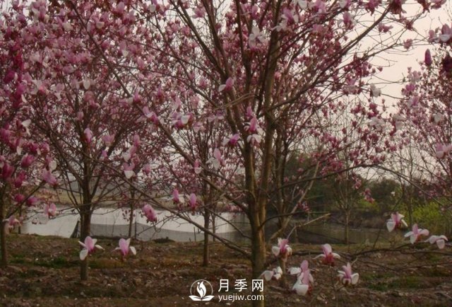 玉蘭樹幼苗移栽后要怎樣管理？(圖1)