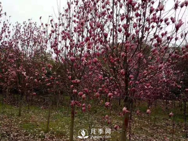 為什么要對紅玉蘭樹等景觀種植進行修剪？(圖1)