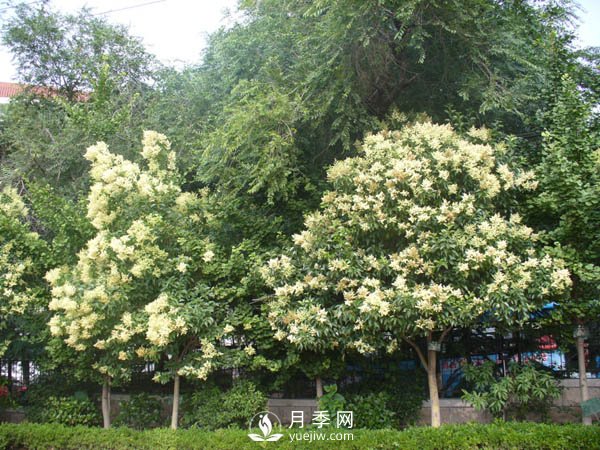 大葉女貞為何成為很多城市行道樹的首選？(圖1)
