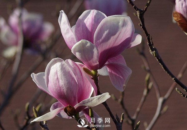 如何區(qū)分廣玉蘭、白玉蘭和二喬玉蘭？(圖3)