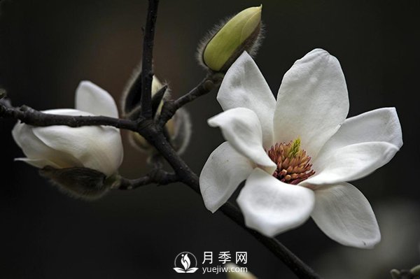 如何區(qū)分廣玉蘭、白玉蘭和二喬玉蘭？(圖2)