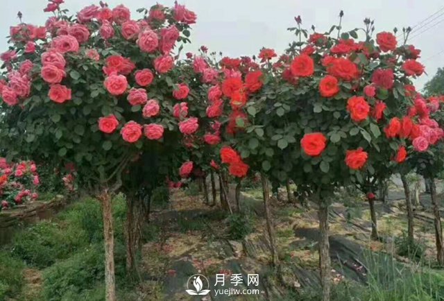 冬天如何來管理月季？(圖1)