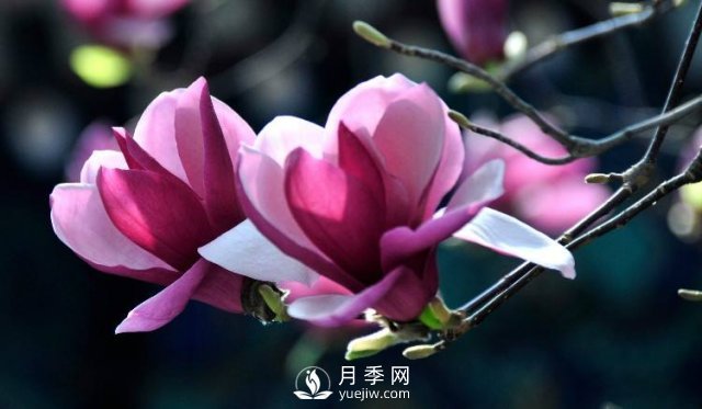 二喬玉蘭根腐病病害怎樣防治？(圖1)