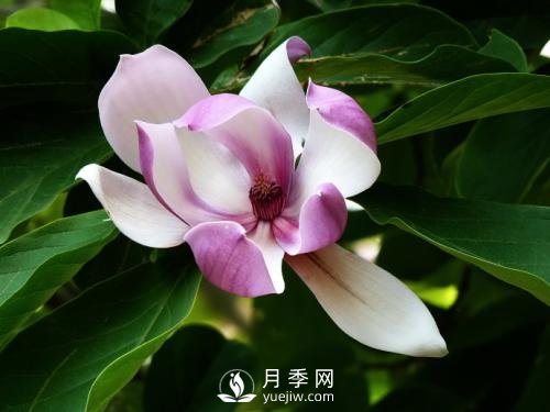 二喬玉蘭種殖需注意什么？(圖1)
