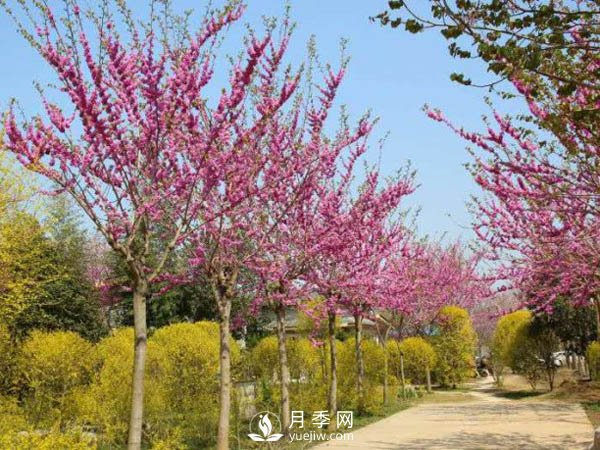 關(guān)于山茱萸無性繁殖你了解多少？(圖1)