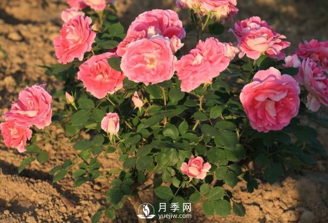 移植月季需要特別注意什么？(圖1)