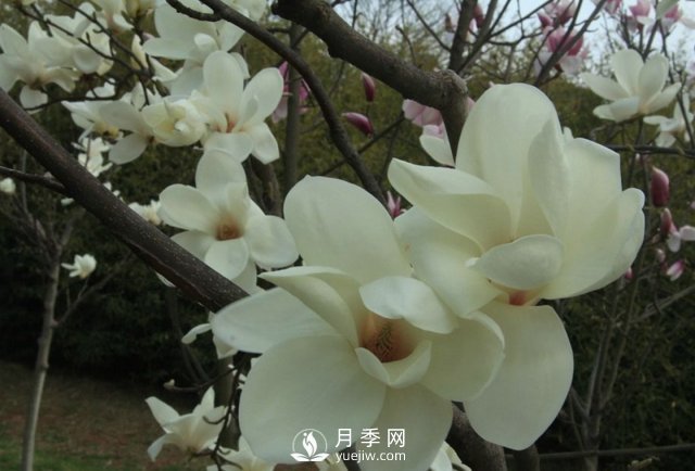河南南召白玉蘭樹木整形的那些技術(shù)要點(diǎn)介紹(圖1)