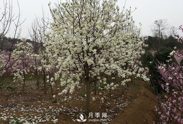 河南南召白玉蘭樹木整形的那些技術(shù)要點(diǎn)介紹(圖2)