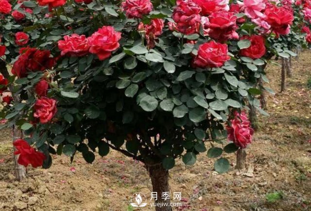 南陽月季種植的條件主要有哪些？(圖1)