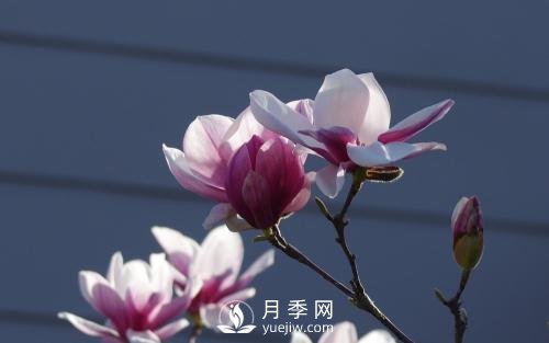二喬玉蘭批發(fā)的繁殖方法是怎樣的？(圖1)